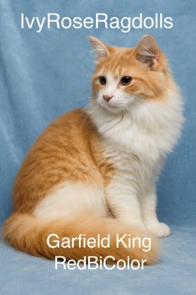 Ragdoll Kittens for sale NY & TN