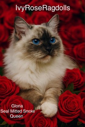 Ragdoll Kittens for sale NY & TN