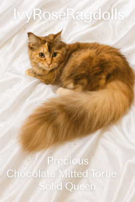 Ragdoll Kittens for sale NY & TN